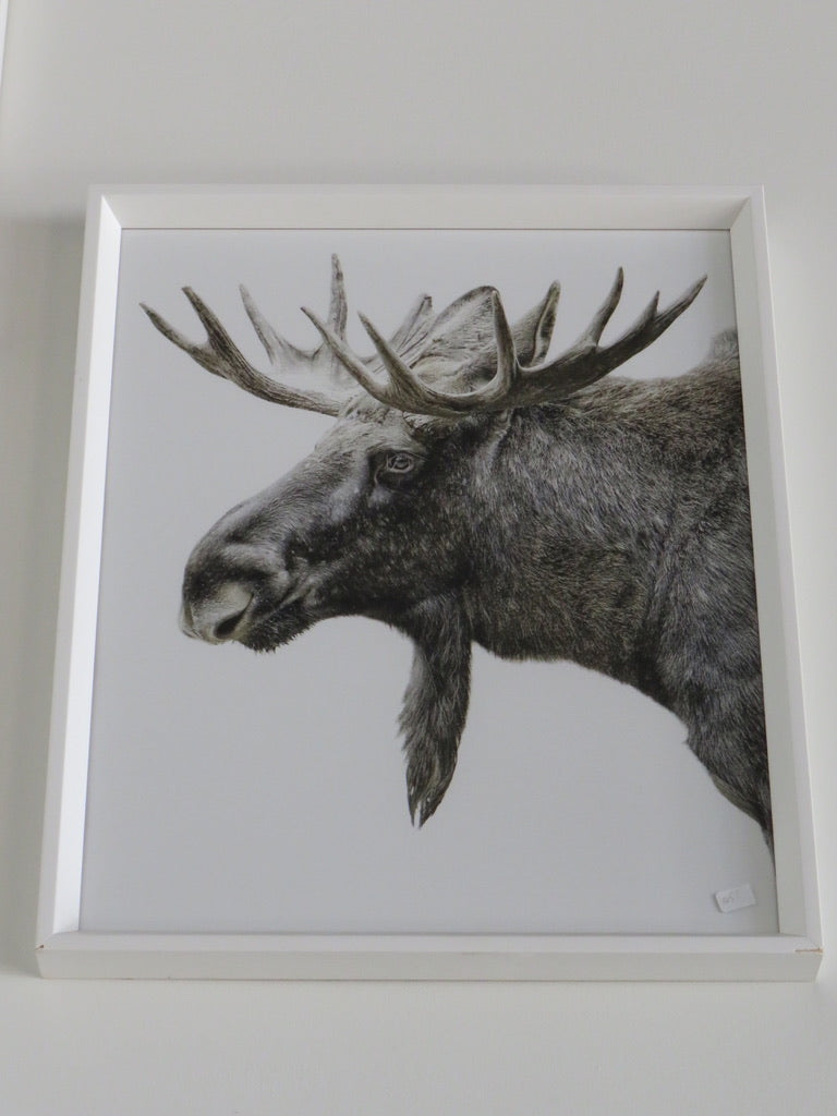 Algonquin Moose 16x20